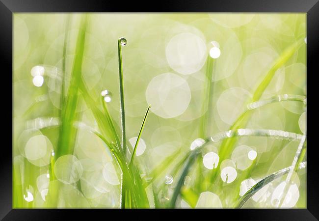 Dewdrops on the Sunlit Grass Framed Print by Natalie Kinnear