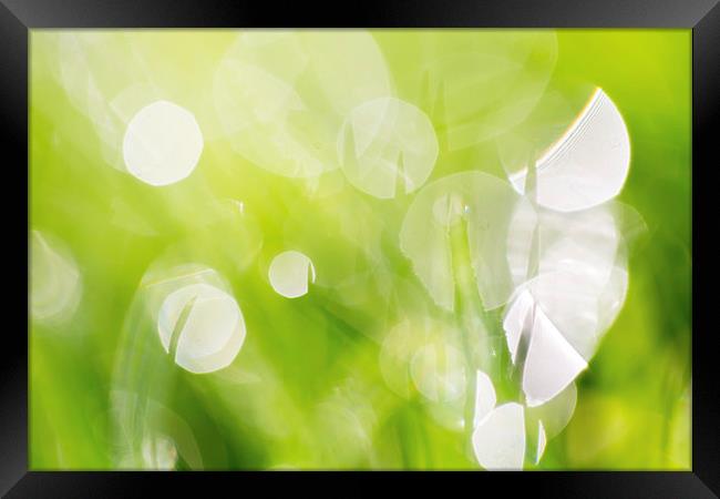 Green Abstract - Dewdrops in the Sunlit Grass 2 -  Framed Print by Natalie Kinnear