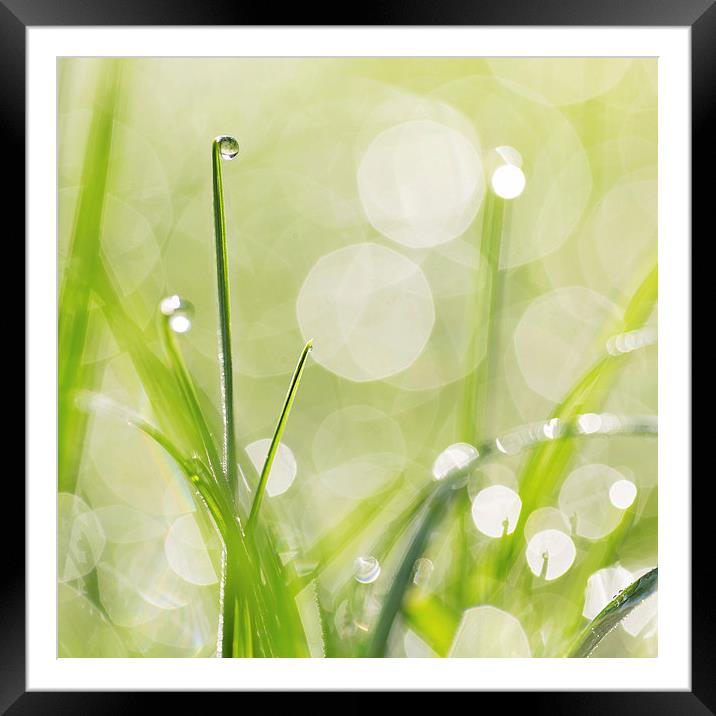 Dewdrops on the Sunlit Grass Square Format Framed Mounted Print by Natalie Kinnear