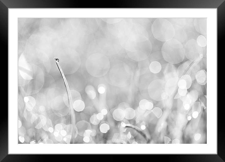 Natures Sparkle Dewdrops in Sunlit Grass Black and Framed Mounted Print by Natalie Kinnear