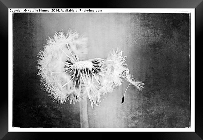 Just Dandy in Black and White Framed Print by Natalie Kinnear