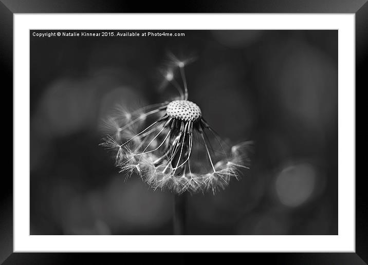 The Underrated Dandelion 2 Framed Mounted Print by Natalie Kinnear