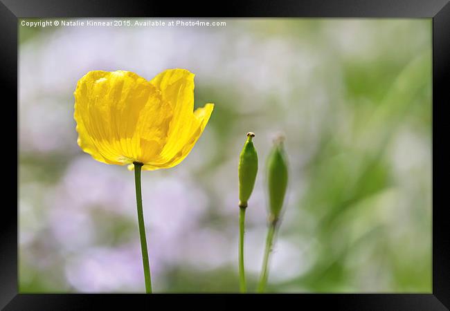 Yellow Welsh Poppy Framed Print by Natalie Kinnear