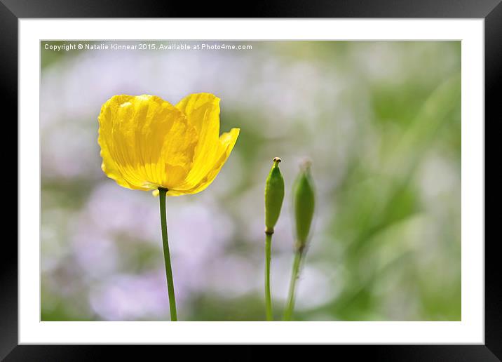 Yellow Welsh Poppy Framed Mounted Print by Natalie Kinnear