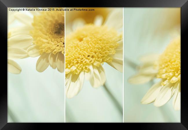 Flower Arrangement - Marguerite Daisies Framed Print by Natalie Kinnear