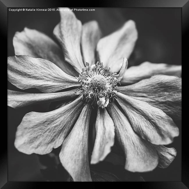 Anemone Flower Photographic Art in Black and White Framed Print by Natalie Kinnear