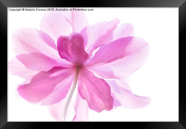 Anemone Flower - Soft and Gentle Framed Print by Natalie Kinnear