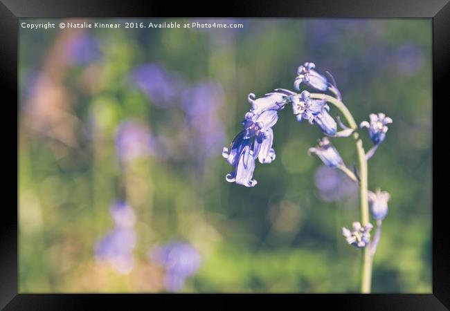 Bluebells Framed Print by Natalie Kinnear