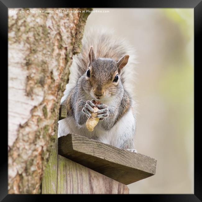 Contented Squirrel Framed Print by Natalie Kinnear