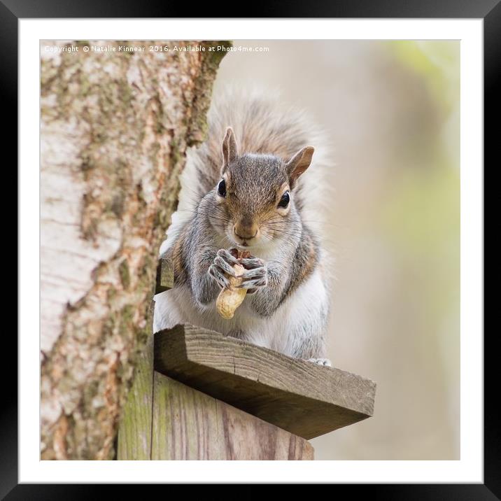 Contented Squirrel Framed Mounted Print by Natalie Kinnear
