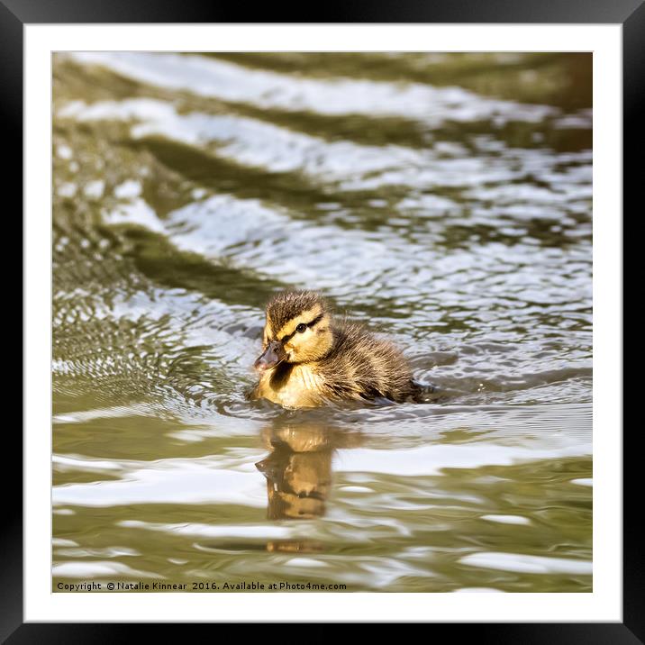 Duckling Paddling in the Sunshine Framed Mounted Print by Natalie Kinnear