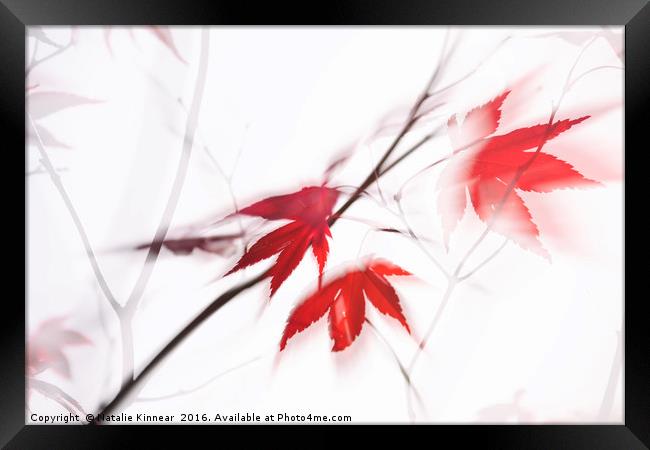 Red Maple Leaves Abstract 1 Framed Print by Natalie Kinnear