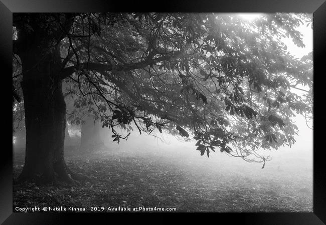 Autumn Tree in Mist and Sunlight Framed Print by Natalie Kinnear