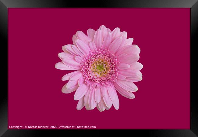 Pink Chrysanthemum Framed Print by Natalie Kinnear