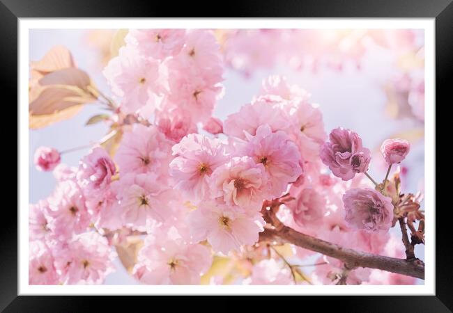 Spring Sunshine Pink Blossom Framed Print by Natalie Kinnear