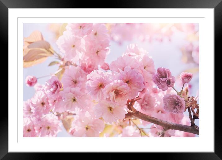 Spring Sunshine Pink Blossom Framed Mounted Print by Natalie Kinnear