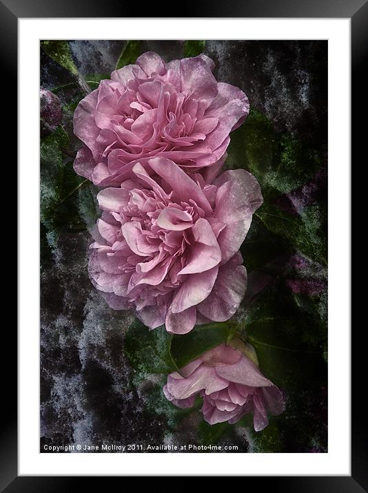 Frosted Camellias Framed Mounted Print by Jane McIlroy