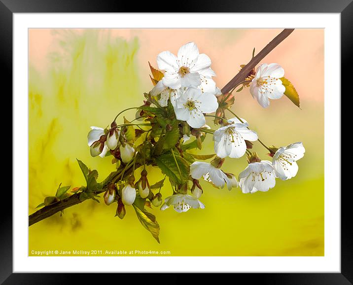 Wild Cherry Blossom Cluster Framed Mounted Print by Jane McIlroy