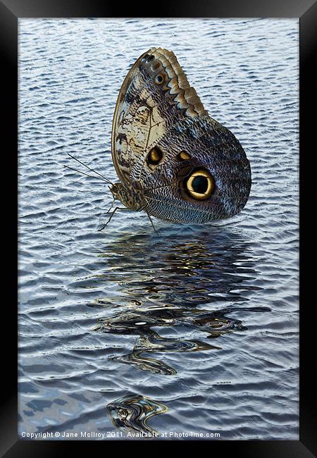Owl Butterfly on Water Framed Print by Jane McIlroy