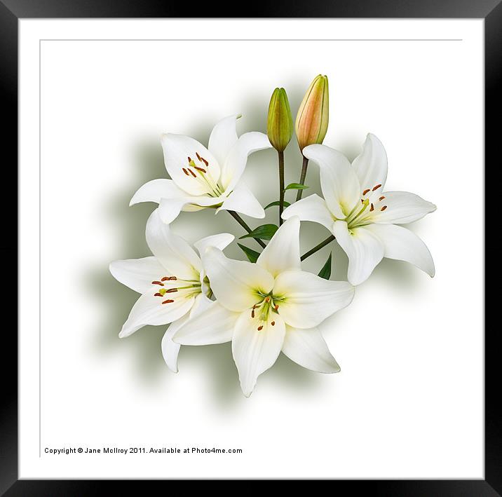Spray of White Lilies Framed Mounted Print by Jane McIlroy