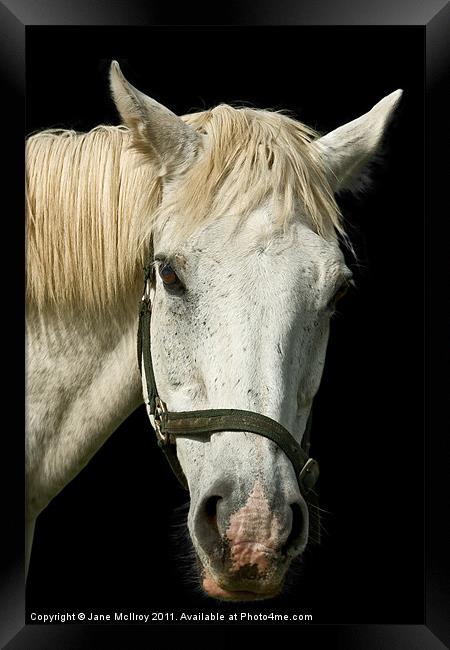 White Horse Portrait Framed Print by Jane McIlroy