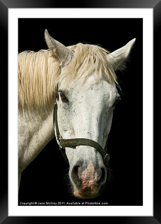 White Horse Portrait Framed Mounted Print by Jane McIlroy