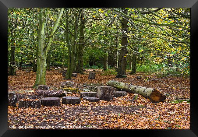 Beech Wood in Autumn Colours Framed Print by Jane McIlroy