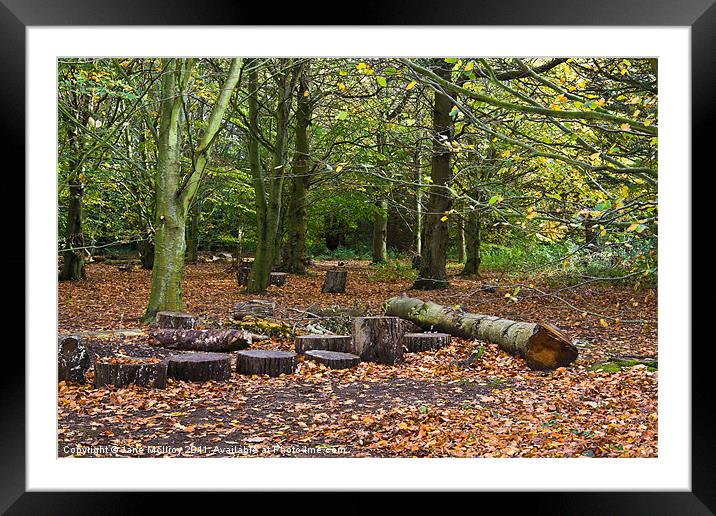 Beech Wood in Autumn Colours Framed Mounted Print by Jane McIlroy