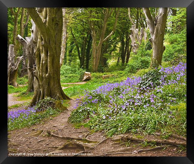 Bluebell Woods, Newtownards, County Down Framed Print by Jane McIlroy