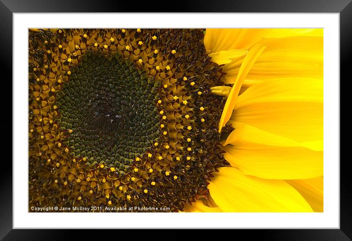 Yellow Sunflower Closeup Framed Mounted Print by Jane McIlroy