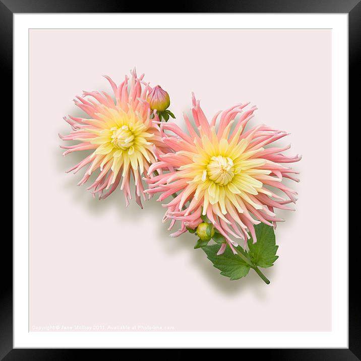 Pink and Cream Cactus Dahlia Framed Mounted Print by Jane McIlroy