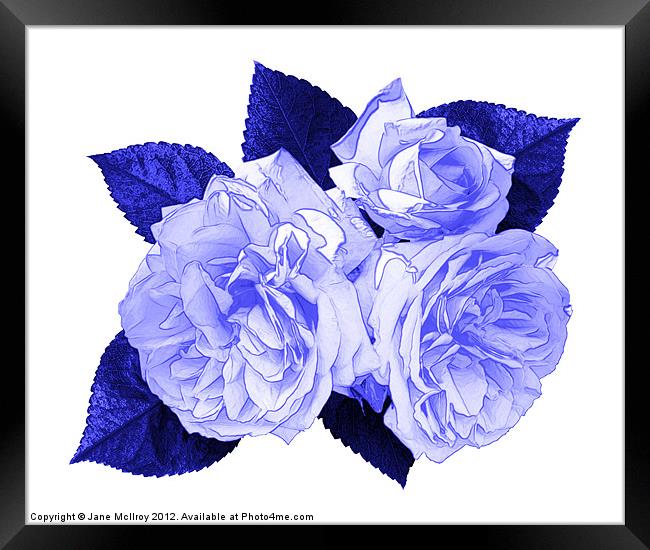 Blue Roses Framed Print by Jane McIlroy