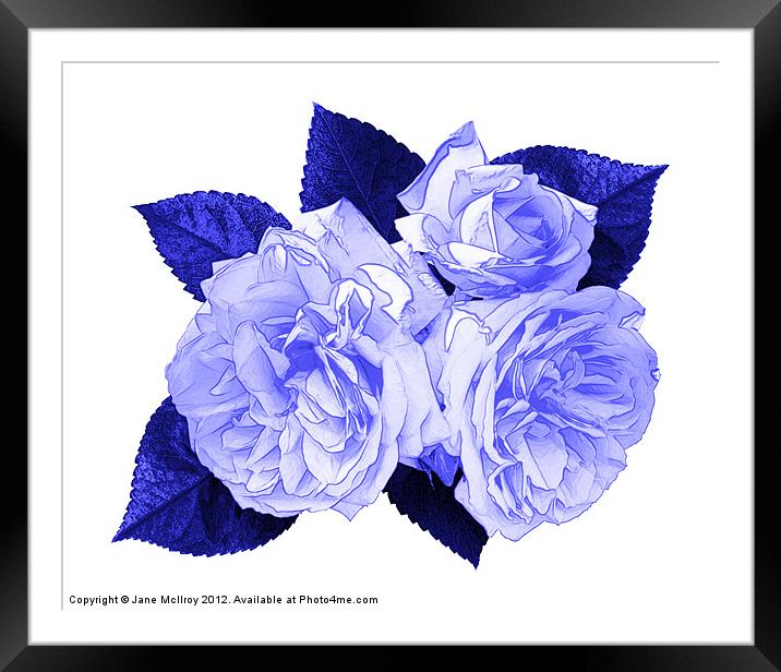Blue Roses Framed Mounted Print by Jane McIlroy