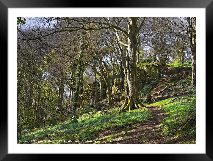 Bluebell Woods, Newtownards, County Down Framed Mounted Print by Jane McIlroy