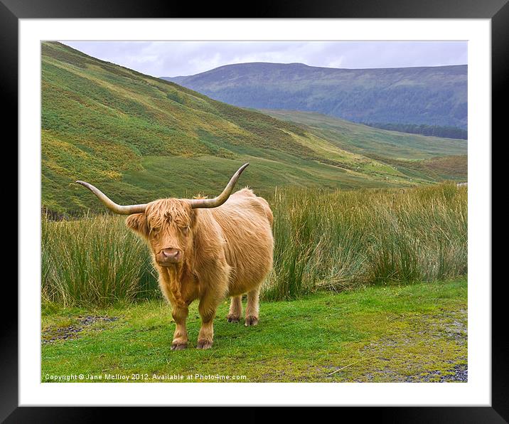 Highland Cow, Glen Lyon, Scotland Framed Mounted Print by Jane McIlroy