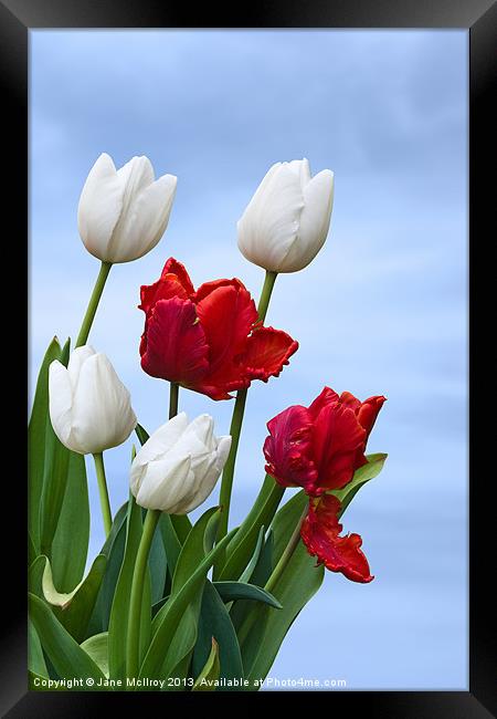Spring Tulips Framed Print by Jane McIlroy