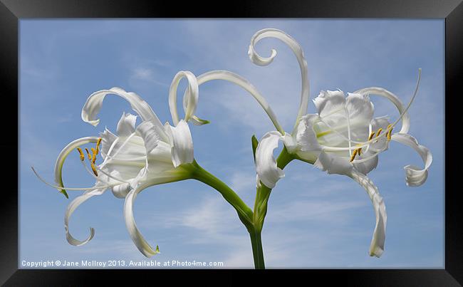 White Spider Lily Framed Print by Jane McIlroy
