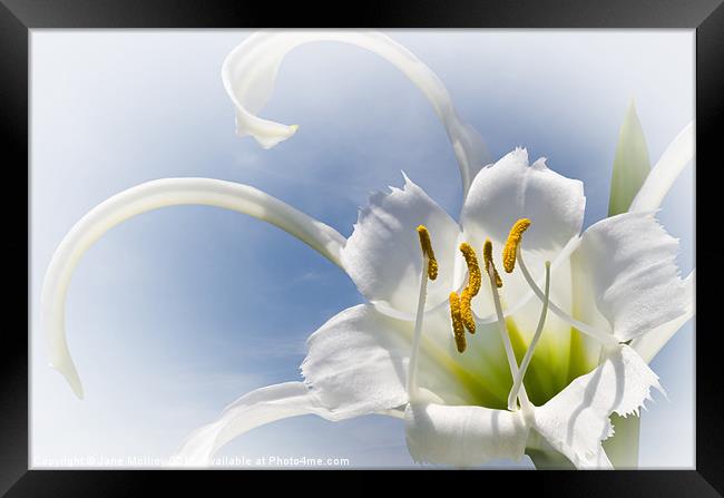 Spider Lily Framed Print by Jane McIlroy