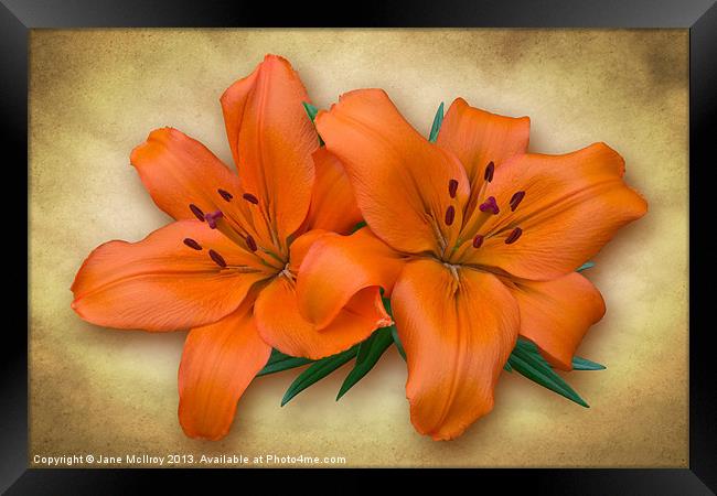 Orange Lily Framed Print by Jane McIlroy