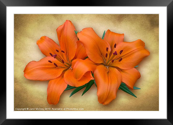 Orange Lily Framed Mounted Print by Jane McIlroy
