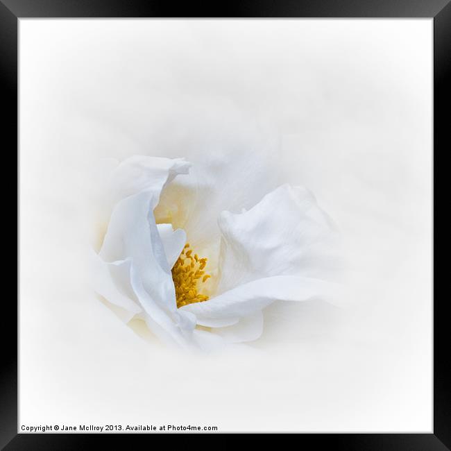 Dreamy White Rose Framed Print by Jane McIlroy