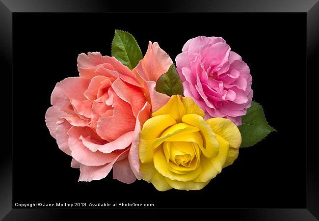 Rose Trilogy Framed Print by Jane McIlroy