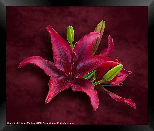 Red Lilies Framed Print by Jane McIlroy