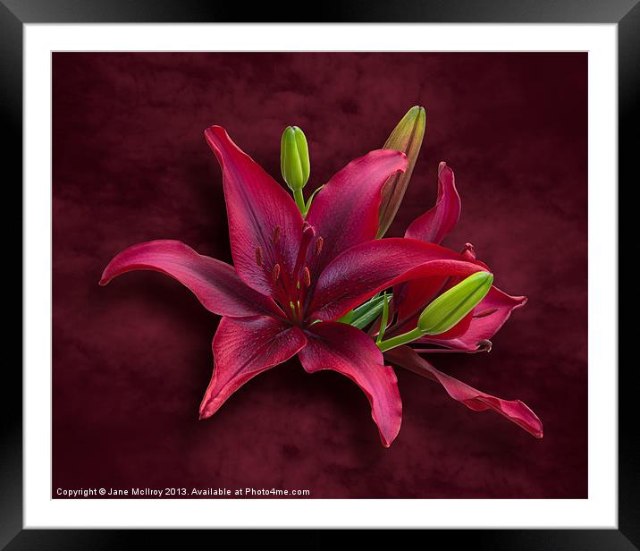 Red Lilies Framed Mounted Print by Jane McIlroy
