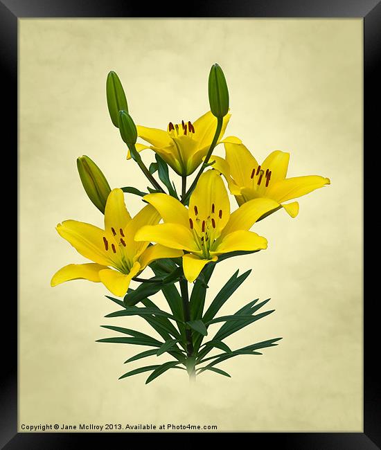 Yellow Lilies Framed Print by Jane McIlroy