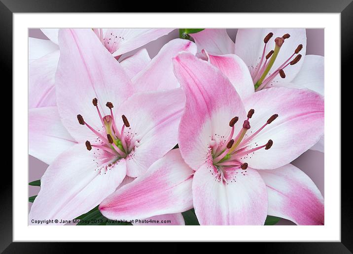 Pink and White Lilies Framed Mounted Print by Jane McIlroy