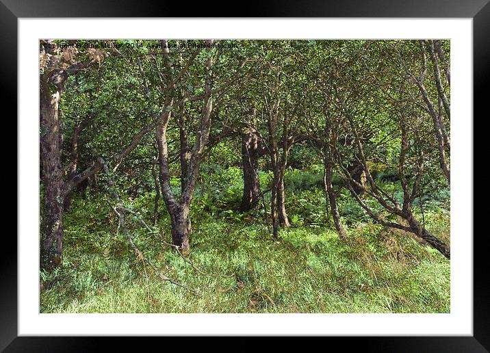 Fantasy Woodland Scene Framed Mounted Print by Jane McIlroy