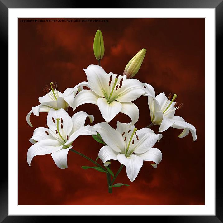 White Lilies on Red Framed Mounted Print by Jane McIlroy
