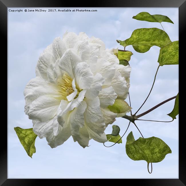 White Clematis Framed Print by Jane McIlroy
