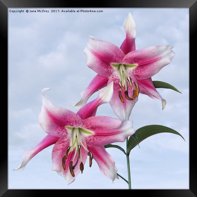 Pink Lilies Framed Print by Jane McIlroy
